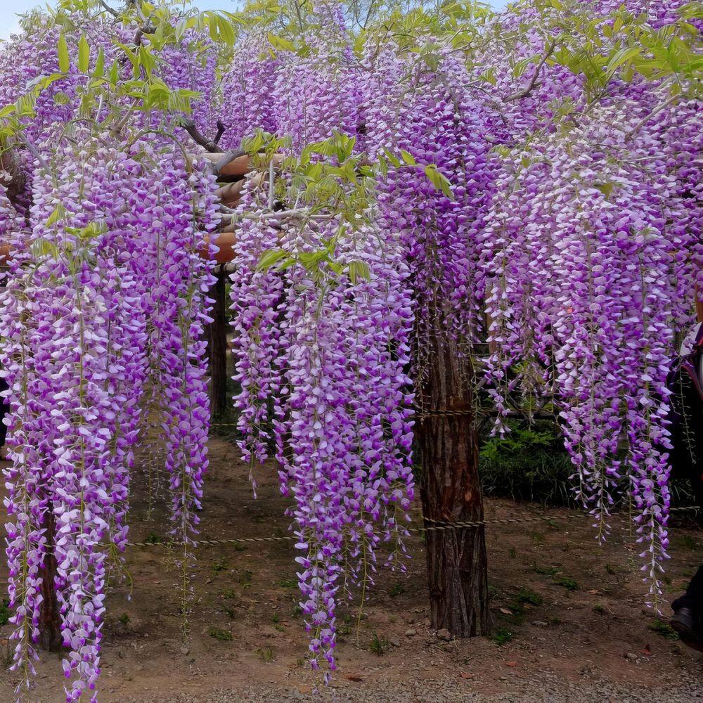 Amethyst Falls Light Purple Wisteria Vine
