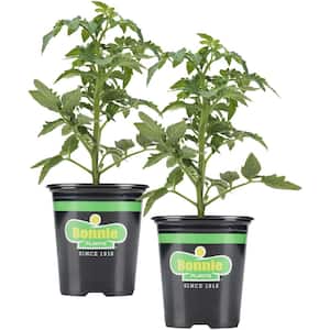 19 oz. Celebrity Tomato Plant (2-Pack)
