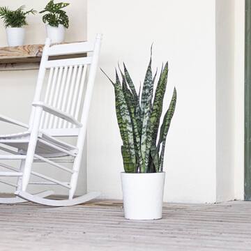 Live Snake Plant Sansievieria Zeylanica in 9.25 Grower Pot