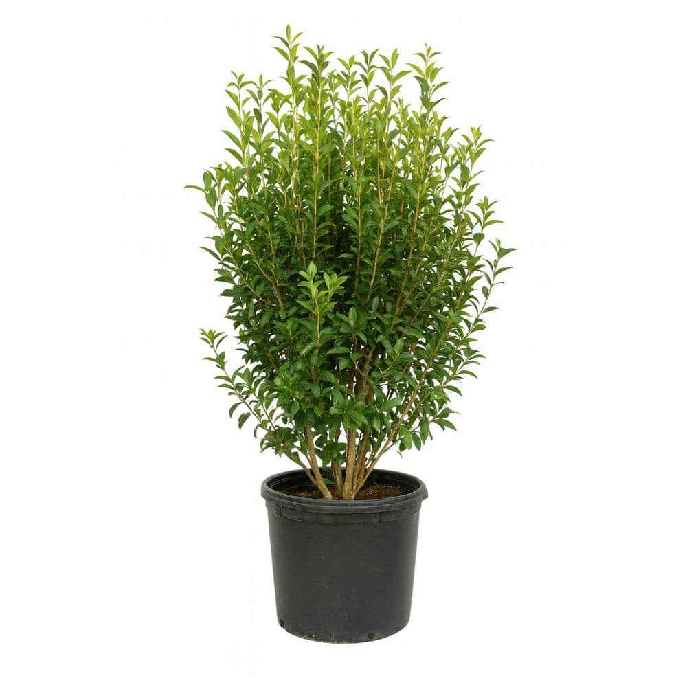 15 Gal. Fragrant Tea Olive Live Shrub 8250615 - The Home Depot