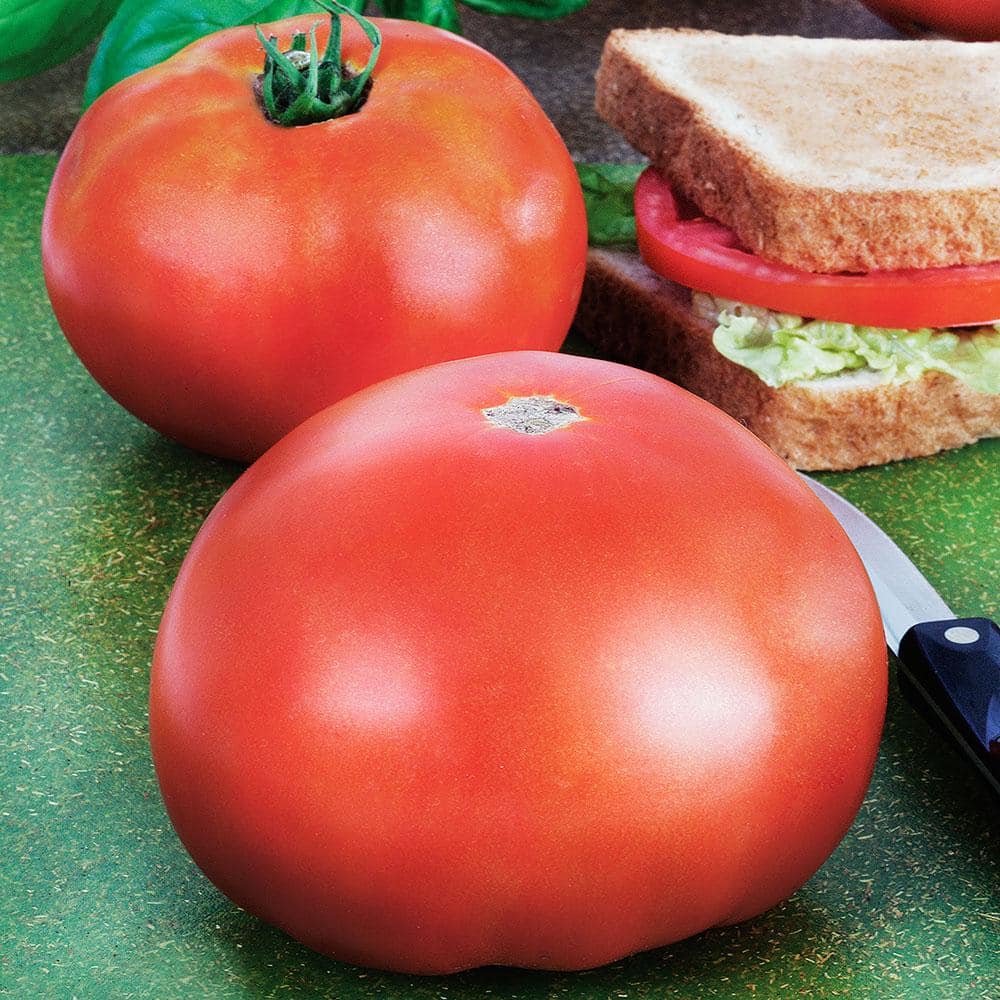 Keeperトマト Bonnie Plants 19 oz. Parks Whopper Tomato Plant 0206 - The