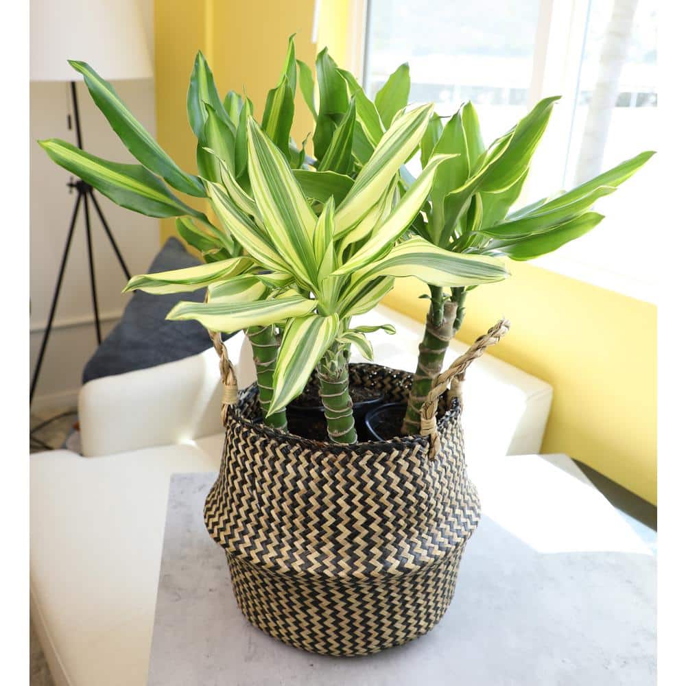 Black Plastic Indoor Dracaena Corn Cane Plant Set