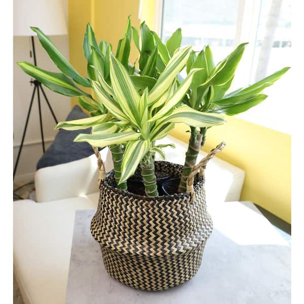 Altman Plants 4.25 in. Dracaena Steudneri Cane Assorted Houseplants (4-Pack)