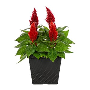 1 Gal. Celosia Woolflower Multicolor Mix in Decorative Table Top Planter Annual Plant (1-Pack)