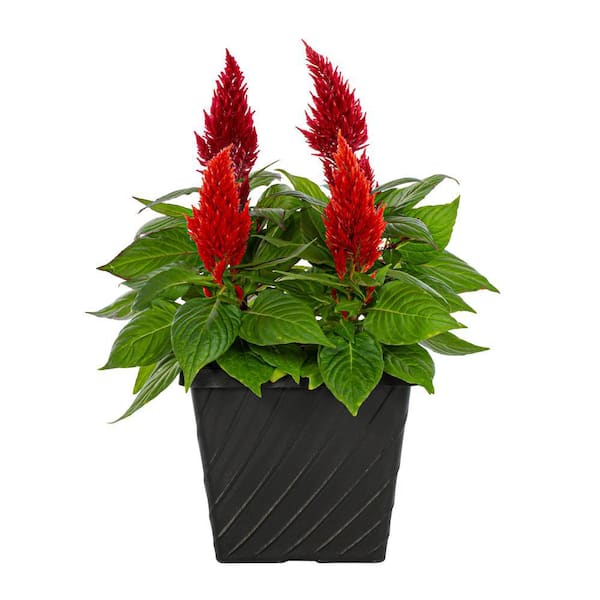 METROLINA GREENHOUSES 1 Gal. Celosia Woolflower Multicolor Mix in Decorative Table Top Planter Annual Plant (1-Pack)