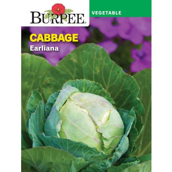 Cabbage Earliana Vegetable Seed