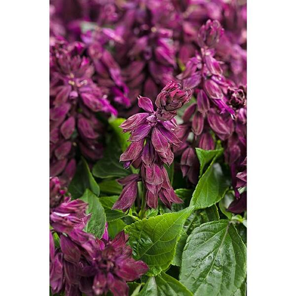PROVEN WINNERS Ablazin' Purple (Salvia) Live Plant, Purple Flowers, 4.25 in. Grande