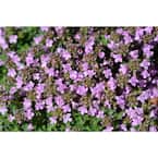 BELL NURSERY 1 Gal. Pink Chintz Creeping Thyme (Thymus Serpyllum