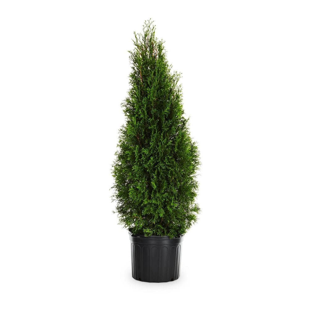 3.58 Gal. Emerald Green Arborvitae (Thuja occidentalis 'Smaragd