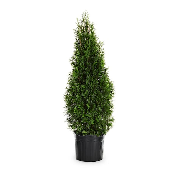 3.58 Gal. Emerald Green Arborvitae (Thuja occidentalis 'Smaragd' Live Evergreen Shrub with Emerald Green Foliage