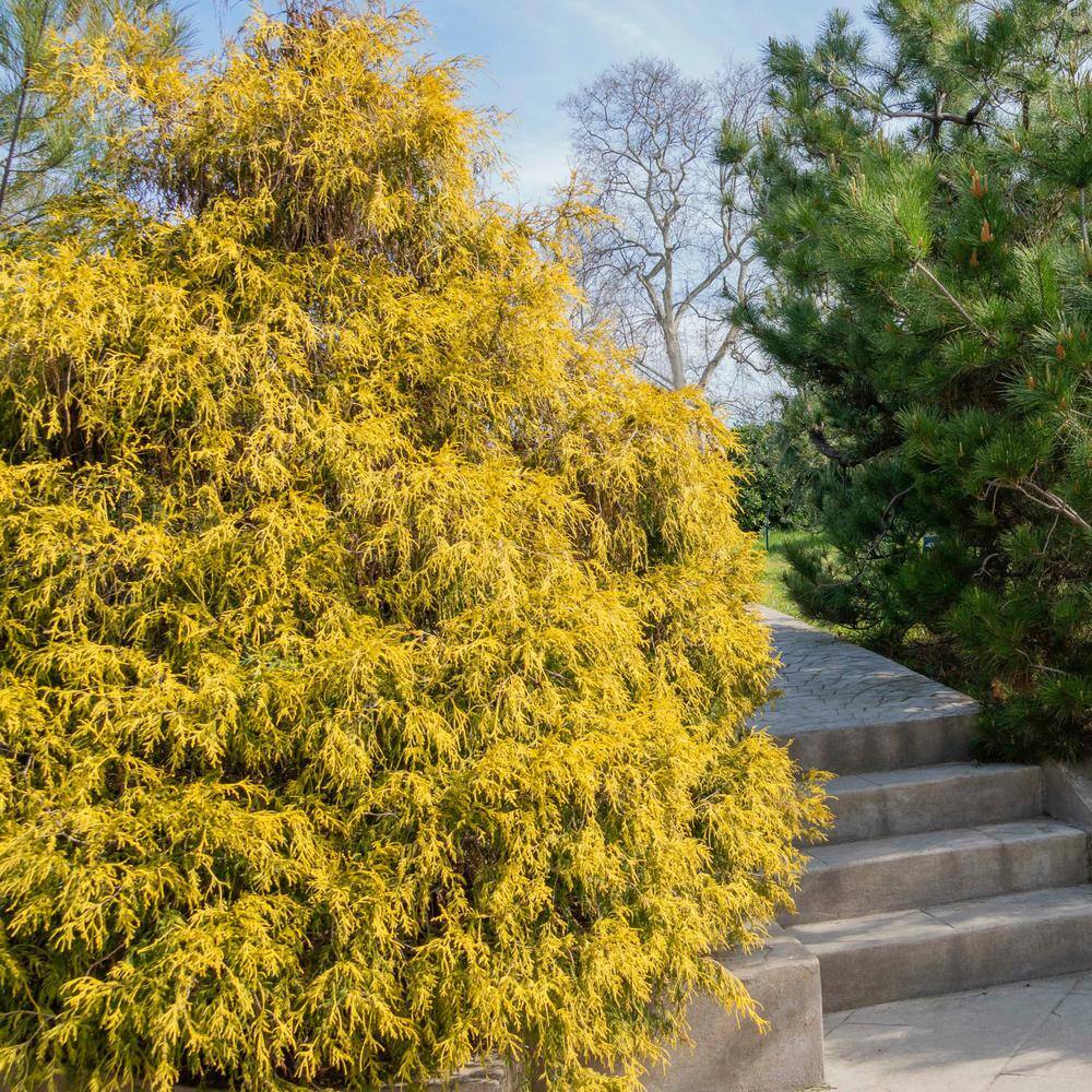 Gold Mop Cypress Evergreen Shrub in #1 Container