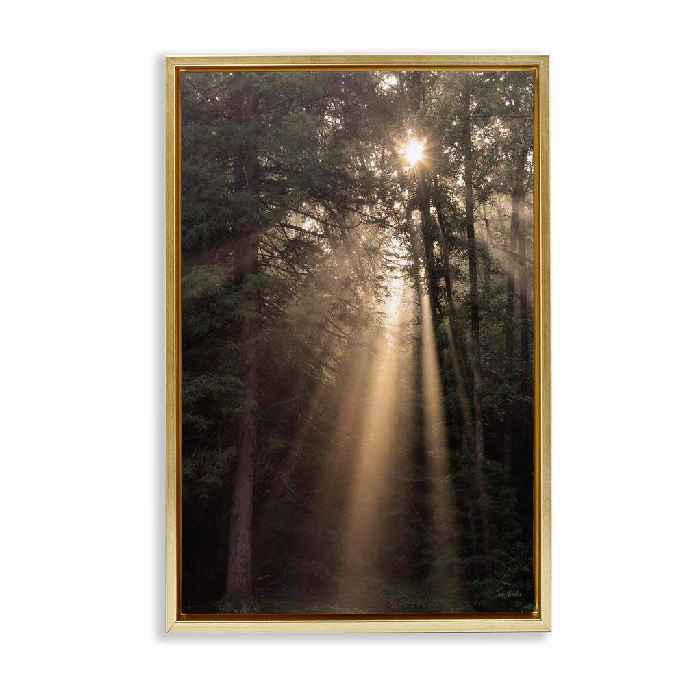 Sunlight Through Tree Canopy by Lori Deiter Gold Floater Frame Nature Graphic Art Print 31 in. x 21 in. price history on PriceWatchPro