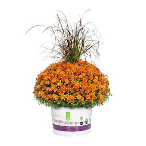 2.5 Gal. Drop N Decorate Orange Mum Chrysanthemum with Grass Perennial Plant