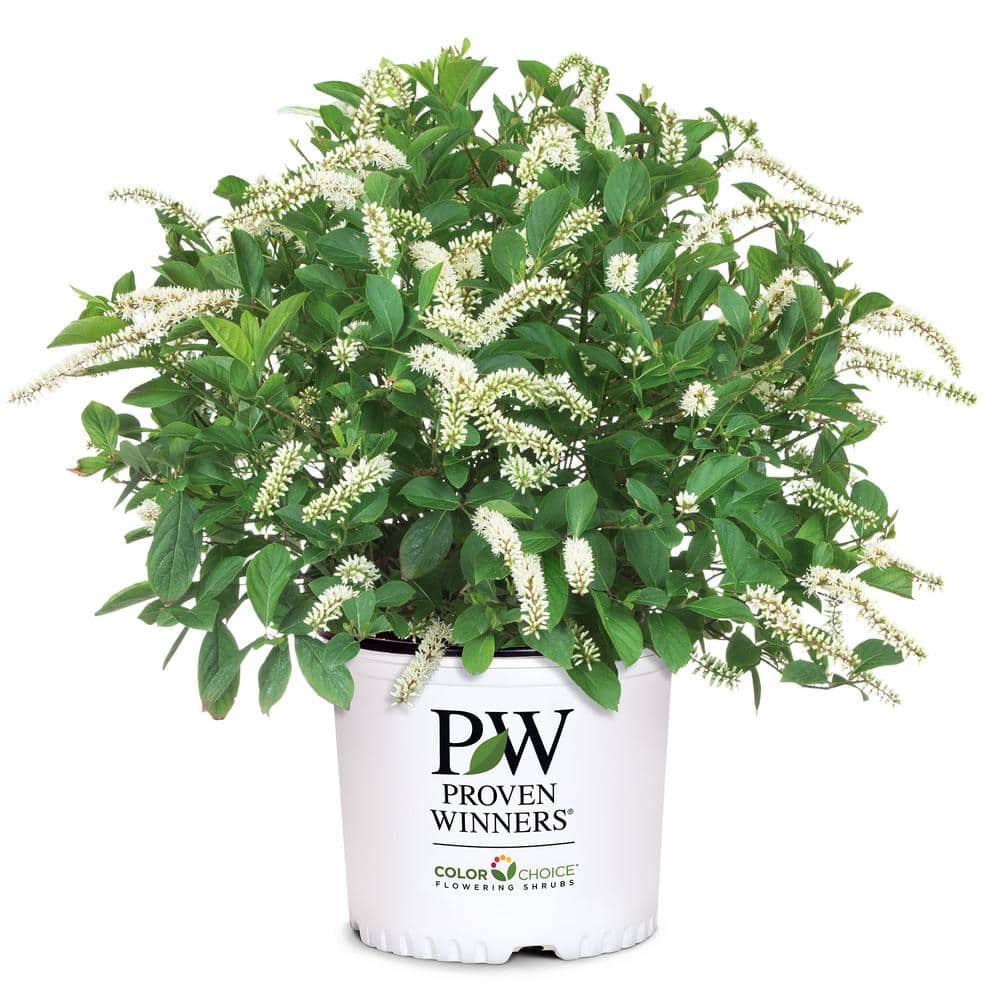 2 Gallon White Fragrant Itea Sweetspire Shrub
