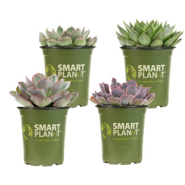 SMART PLANET 1 qt. Echeveria Assorted Succulents (4-Pack)