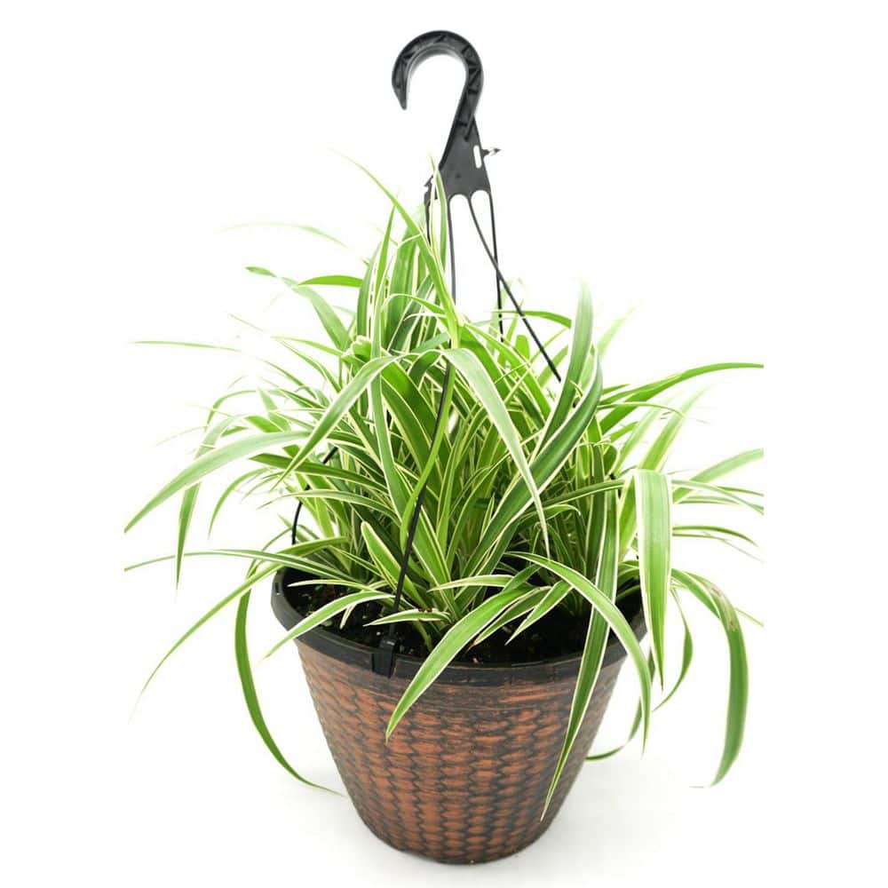 Spider Plant 6 in. Pot (2-Pack) THD100007 - The Home Depot