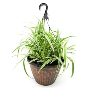 12 in. Tropical Foliage Spider Hanging Basket Plant