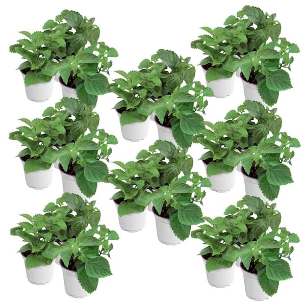 national PLANT NETWORK 4 in. Lucky Lemon Glow Lantana Plant with Yellow Flowers (24-Pack)