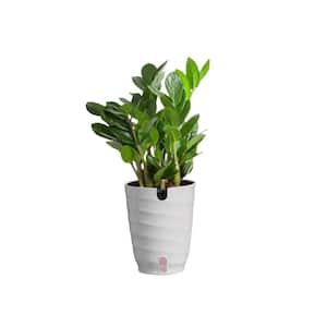Zamioculcas Zamiifolia ZZ Indoor Plant in 6 in. White Decor Planter, Average Shipping Height 1-2 ft.