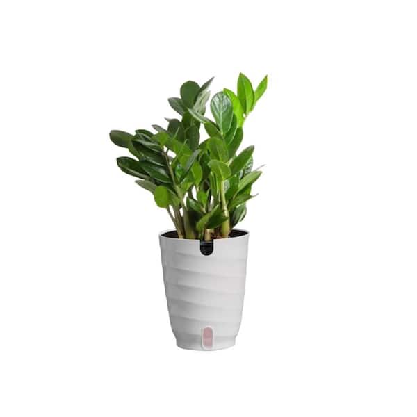 Vigoro Zamioculcas Zamiifolia ZZ Indoor Plant in 6 in. White Decor