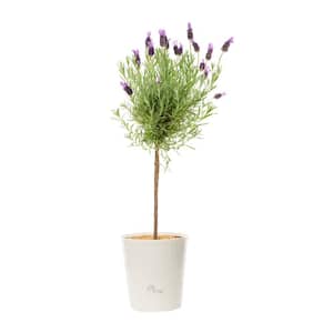 2.5 Qt. Lavender Tree Perennial Plant (1-Pack)