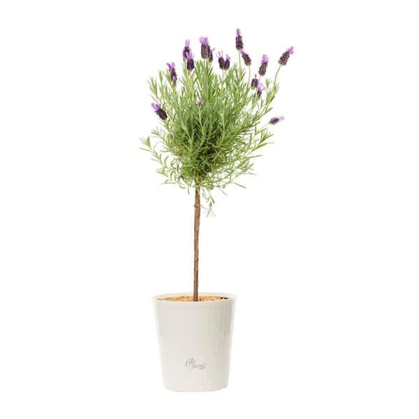 METROLINA GREENHOUSES 2.5 Qt. Lavender Tree Perennial Plant (1-Pack)