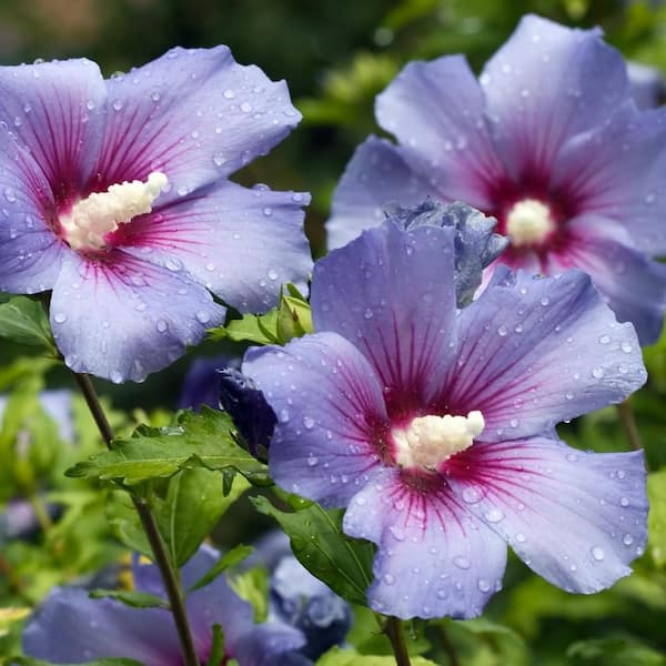 national PLANT NETWORK 1G Hibiscus Bluebird in Grower Container (1-Piece)