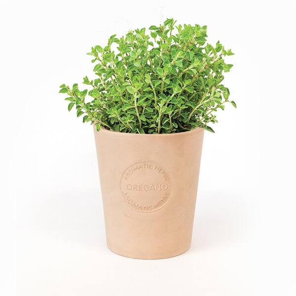 Unbranded Organic Oregano Seeds in Natural Clay Planter