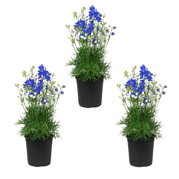 METROLINA GREENHOUSES 2 Qt. Blue Delphinium Larkspur Perennial Plant (3-Pack)