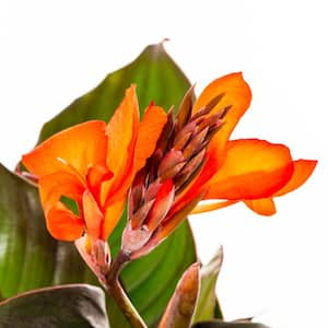 2.5 Qt. Cannova Bronze Orange Canna Lily Plant