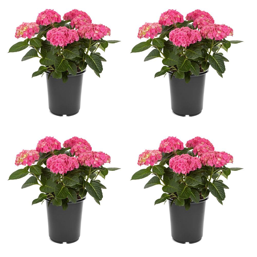Unbranded. 2.5 qt. Hydrangea macrophylla 'Hi Meadow Pink
