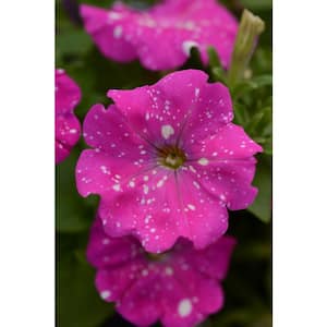 4 in. PinkSky Petunia Plant with Pink-White Blooms(3-Piece)