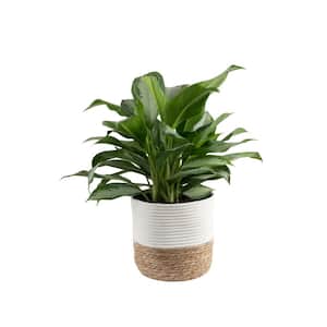 Grower's Choice Aglaonema Indoor Plant in 9.25 in. Decor Basket Pot, Avg. Shipping Height 2-3 ft. Tall
