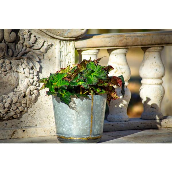 SEASON TO SEASON 9 in. Crown Jewel Begonia Tranquility Plant in Deco Pot