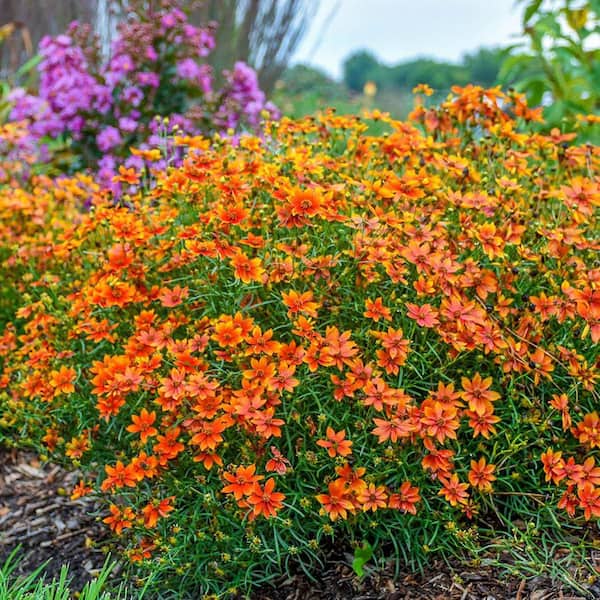 DIRECT GARDENING Crazy Cayenne Orange Flowering Coreopsis Tickseed