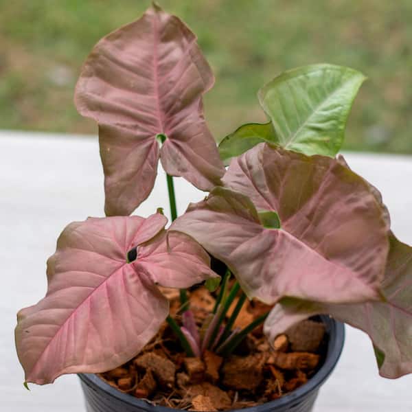 National Plant Network Syngonium Neon Robusta Live Plant, 4" Pot, 3 Piece