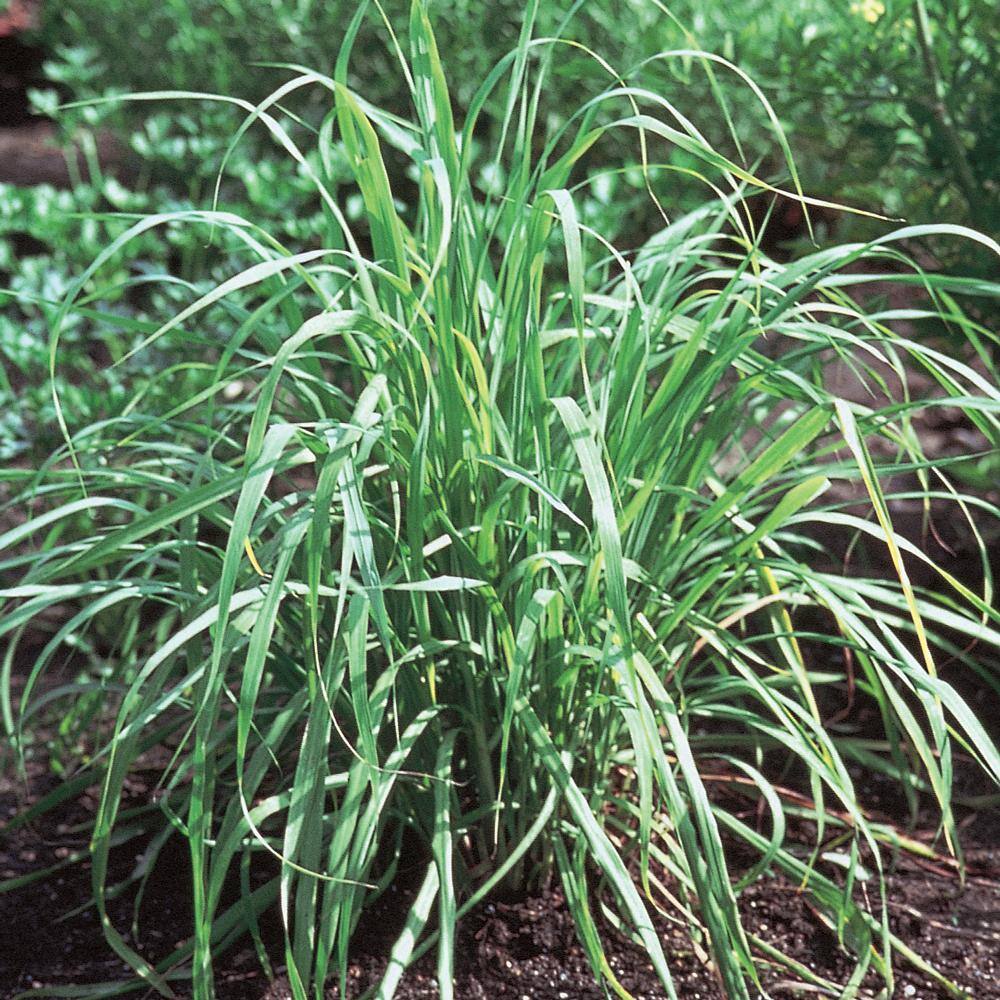 1.5Pint Lemon Ornamental Grass 2553 The Home Depot