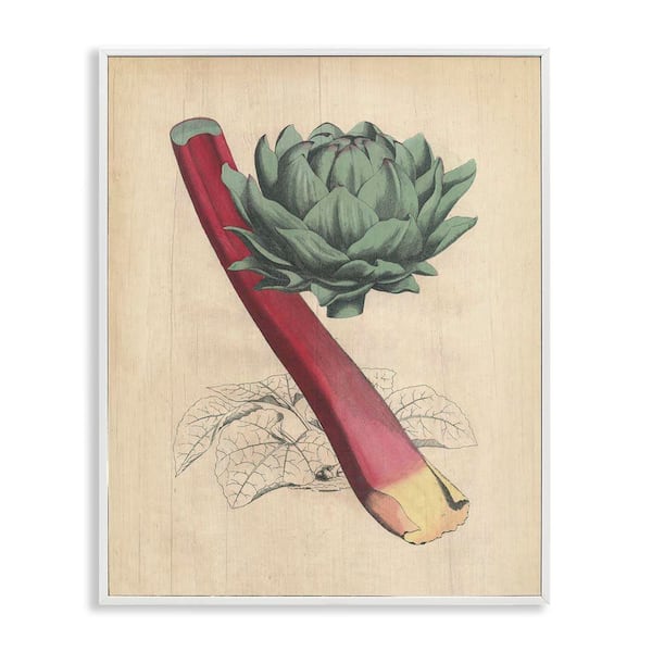 Stupell Industries Vintage Vegetable Studies by Daphne Polselli White Framed Food Giclee Art Print 20 in. x 16 in.