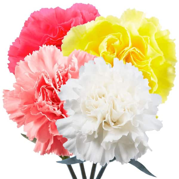 2 pcs 12 and 16 inch Blue Paper Carnation Tissue Flowers