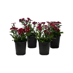 1.38 Pt. DianthusIdeal Select Red in Grower's Pot (4-Pack)