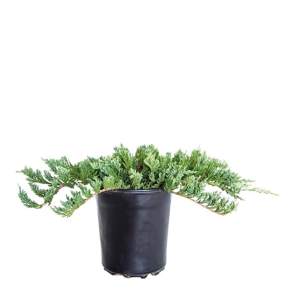 FLOWERWOOD 2.5 Qt. Blue Rug Juniper Evergreen Groundcover Shrub