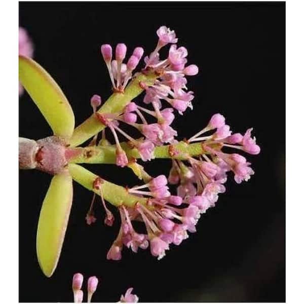 Runesay Non-Fragrant 15 in. to 20 in. Fra Pet Safe Fw: Portulacaria afra Pet Safe