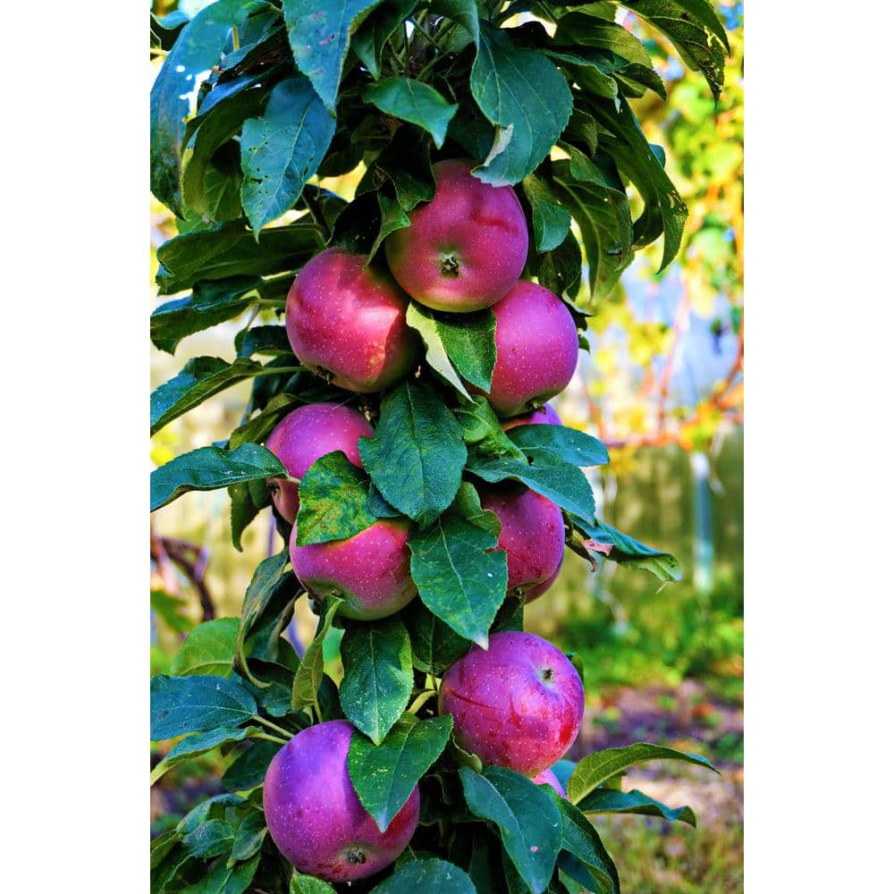 Online Orchards Cortland 3 ft. - 4 ft. Tall 2-Years Old Apple Tree