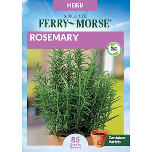 Rosemary Herb Seed