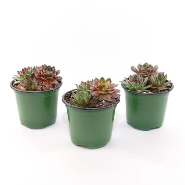 national PLANT NETWORK 4 in. Chick Charms Trio Cherry Cordial Succulent Plants (3-Pack)