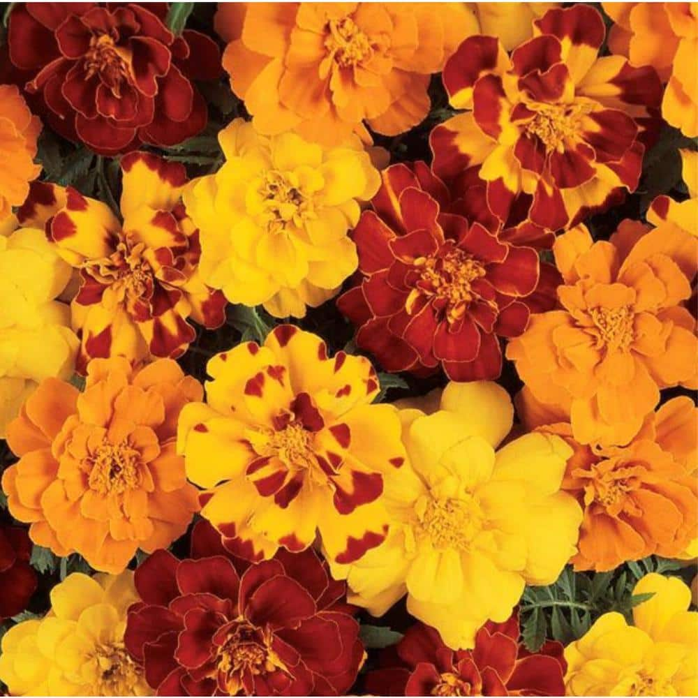 n/a Marigold Durango Mix Plant (6-Pack) 1004808392 - The Home Depot