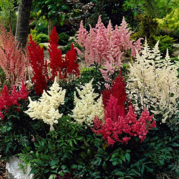 Uberettiget Baby sekvens VAN ZYVERDEN Astilbe Premium Mixed Colors Roots (5-Set) 83524 - The Home  Depot