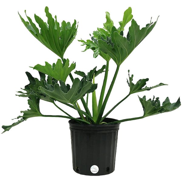 Costa Farms 10 in. Philodendron Selloum Plant