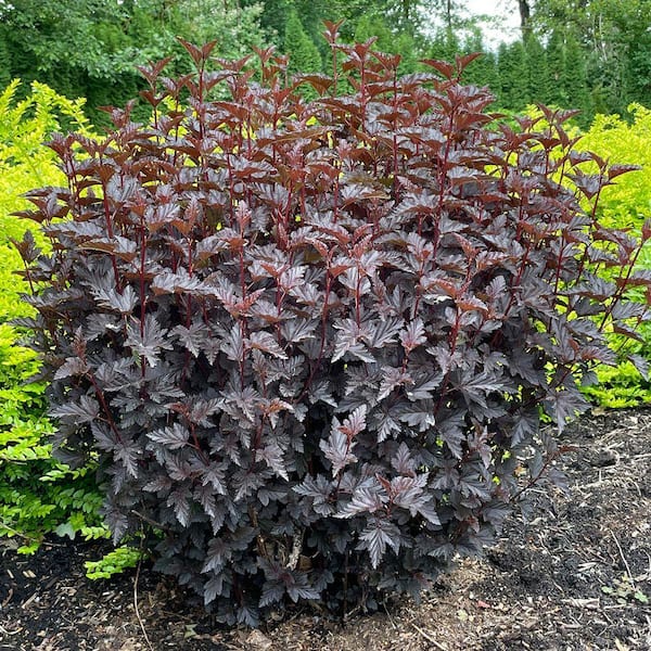 2 Gal. Pot, Panther Ninebark Bush Potted Flowering Shrub (1-Pack)