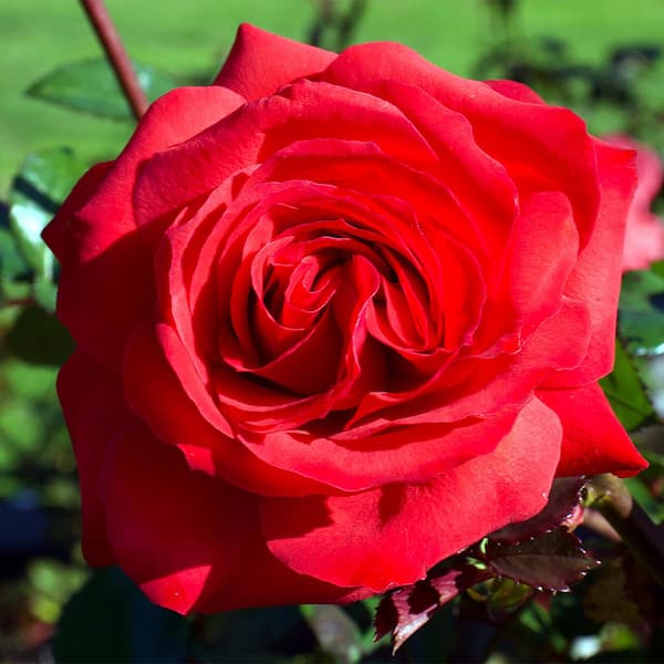 VAN ZYVERDEN Red Rose Mister Lincoln Root Stock